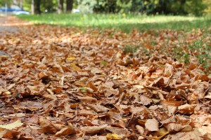 Septemberlaub: heuer mehr durch Trockenheit denn Herbst bedingt