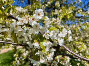 Kirschblüte im April 2024, Foto: Hans-Martin Goede