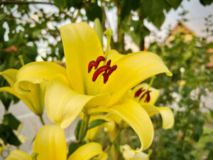 Lilienblüte am 13. Juli 2024, Foto Hans-Martin Goede